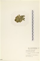 法囊藻藏品圖，第3張