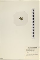 法囊藻藏品圖，第3張