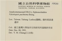 指枝藻藏品圖，第2張