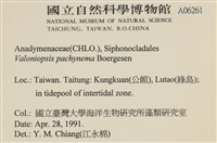 指枝藻藏品圖，第2張