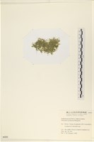 指枝藻藏品圖，第3張