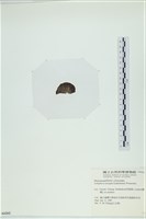 登錄號:A00006262藏品圖，第3張