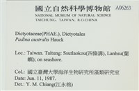 南方團扇藻藏品圖，第2張