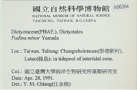 小團扇藻藏品圖，第2張