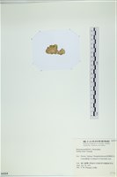 小團扇藻藏品圖，第3張