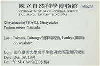 小團扇藻藏品圖，第2張