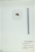 小團扇藻藏品圖，第3張