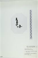 登錄號:A00006266藏品圖，第3張