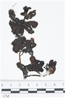 厚葉馬尾藻藏品圖，第1張