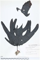 登錄號:A00006282藏品圖，第1張