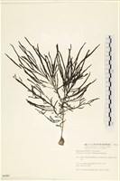 登錄號:A00006283藏品圖，第1張