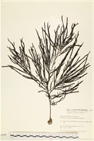登錄號:A00006284藏品圖，第1張