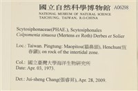 袋苔, 囊藻藏品圖，第2張