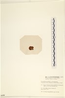 袋苔, 囊藻藏品圖，第3張