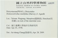 多扇藻藏品圖，第2張