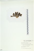 多扇藻藏品圖，第3張