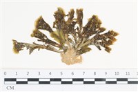 多扇藻藏品圖，第1張