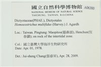 多扇藻藏品圖，第2張