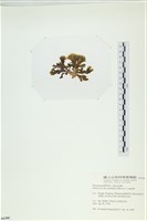 多扇藻藏品圖，第3張