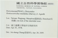 多扇藻藏品圖，第2張