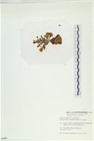 多扇藻藏品圖，第3張