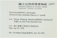 多扇藻藏品圖，第2張