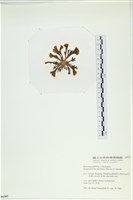多扇藻藏品圖，第3張