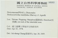 多扇藻藏品圖，第2張