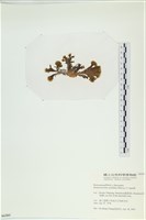 多扇藻藏品圖，第3張