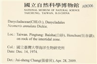 環蠕藻藏品圖，第2張