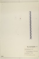 環蠕藻藏品圖，第3張