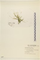 登錄號:A00006307藏品圖，第3張