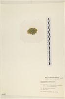 網球藻藏品圖，第3張