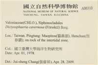 網球藻藏品圖，第2張