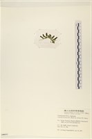 登錄號:A00006311藏品圖，第3張