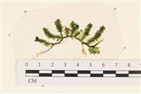 登錄號:A00006311藏品圖，第1張