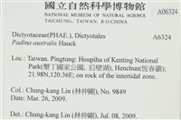 南方團扇藻藏品圖，第2張