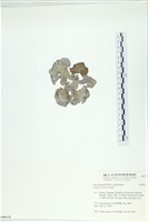 南方團扇藻藏品圖，第3張