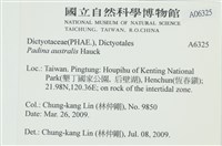 南方團扇藻藏品圖，第2張