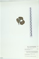 南方團扇藻藏品圖，第3張