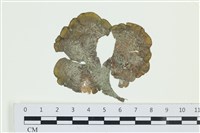 南方團扇藻藏品圖，第1張