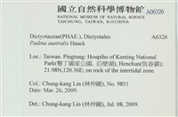 南方團扇藻藏品圖，第2張