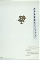 南方團扇藻藏品圖，第3張