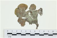 南方團扇藻藏品圖，第1張