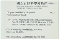 南方團扇藻藏品圖，第2張