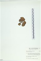 南方團扇藻藏品圖，第3張