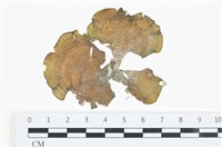 南方團扇藻藏品圖，第1張