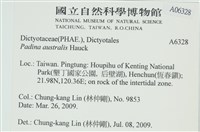 南方團扇藻藏品圖，第2張