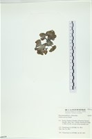 南方團扇藻藏品圖，第3張