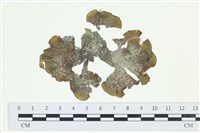 南方團扇藻藏品圖，第1張